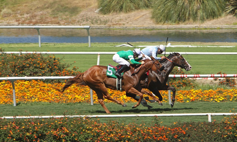 two horses neck and neck in a race