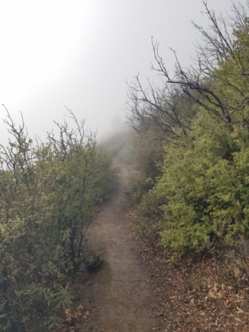 summit trail in scrub and mist