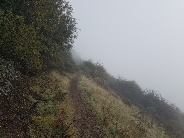 summit trail with trees and mist